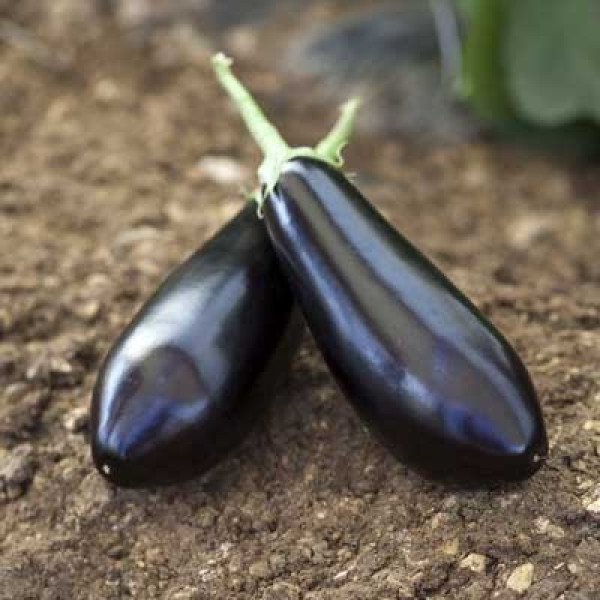 Насіння баклажана Шарапова F1 /1.000 насінин/ *Rijk Zwaan*