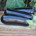 Баклажан Анатолия F1 /1.000 семян/ *Rijk Zwaan*