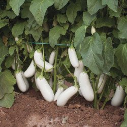 Баклажан Аретуза F1 /100 насінин/ *Rijk Zwaan*