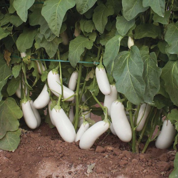 Насіння баклажана Аретуза F1 /100 насінин/ *Rijk Zwaan*