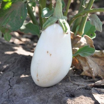 Баклажан Аретуза F1 /1.000 семян/ *Rijk Zwaan*