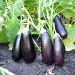 Баклажан Бріджіт F1 /1.000 насінин/ *Rijk Zwaan*