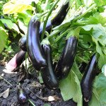 Баклажан Естелле F1 /100 семян/ *Rijk Zwaan*