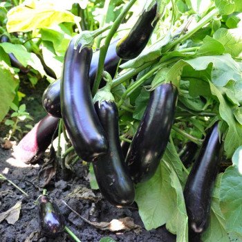 Баклажан Естелле F1 /100 семян/ *Rijk Zwaan*