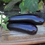 Баклажан Естелле F1 /1.000 насінин/ *Rijk Zwaan*