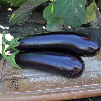 Баклажан Естелле F1 /1.000 семян/ *Rijk Zwaan*