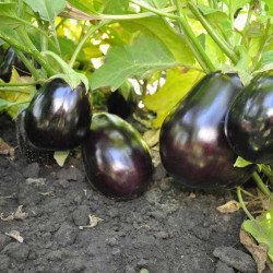 Баклажан Шеріл F1 /100 насінин/ *Rijk Zwaan*