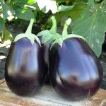 Баклажан Шеріл F1 /1.000 насінин/ *Rijk Zwaan*