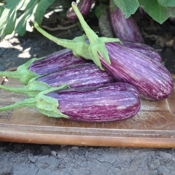 Баклажан Лейре F1 /1.000 семян/ *Rijk Zwaan*