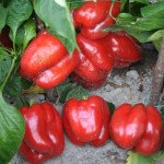 Перець солодкий Сондела F1 /500 насінин/ *Rijk Zwaan*