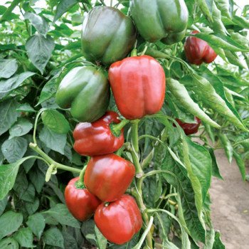 Перец сладкий Сондела F1 /1.000 семян/ *Rijk Zwaan*