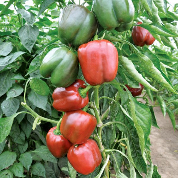 Насіння перцю солодкого Сондела F1 /1.000 насінин/ *Rijk Zwaan*