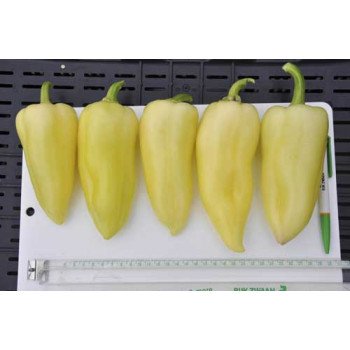 Перец сладкий Сноувайт F1 /100 семян/ *Rijk Zwaan*