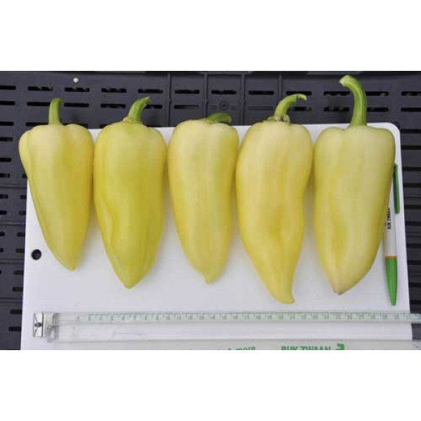 Насіння перцю солодкого Сноувайт F1 /100 насінин/ *Rijk Zwaan*