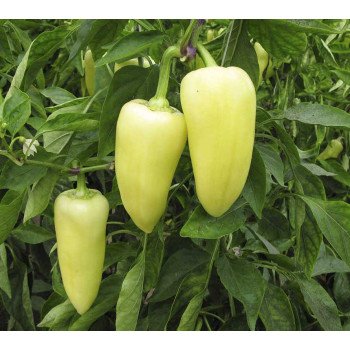 Перец сладкий Сноувайт F1 /100 семян/ *Rijk Zwaan*
