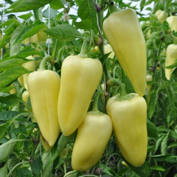 Перец сладкий Сноувайт F1 /1.000 семян/ *Rijk Zwaan*