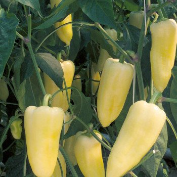 Перец сладкий Центури F1 /500 семян/ *Rijk Zwaan*