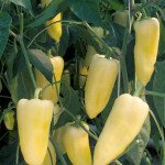 Перець солодкий Центурі F1 /1.000 насінин/ *Rijk Zwaan*