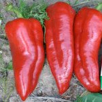 Перець солодкий Корина F1 /100 насінин/ *Rijk Zwaan*