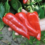 Перец сладкий Корина F1 /1.000 семян/ *Rijk Zwaan*