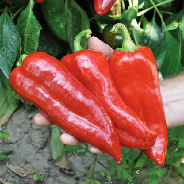 Насіння перцю солодкого Корина F1 /1.000 насінин/ *Rijk Zwaan*