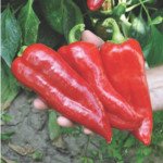 Перец сладкий Портека F1 /1.000 семян/ *Rijk Zwaan*