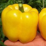 Перець солодкий Іланга F1 /100 насінин/ *Rijk Zwaan*