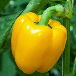 Перец сладкий Иланга F1 /1.000 семян/ *Rijk Zwaan*