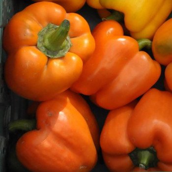 Перец сладкий Симпати F1 /1.000 семян/ *Rijk Zwaan*