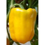 Перець солодкий Трієло F1 /1.000 насінин/ *Rijk Zwaan*