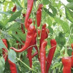 Перець гіркий Янка F1 /100 насінин/ *Rijk Zwaan*