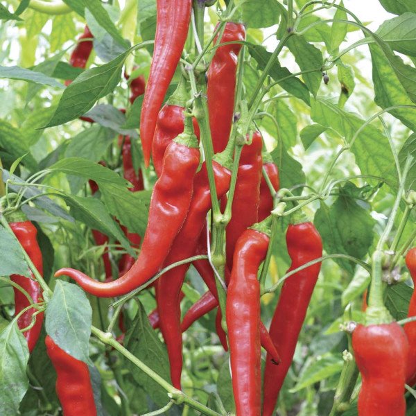 Насіння перцю гіркого Янка F1 /100 насінин/ *Rijk Zwaan*