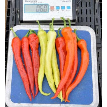 Перець гіркий Янка F1 /100 насінин/ *Rijk Zwaan*