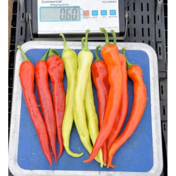 Насіння перцю гіркого Янка F1 /100 насінин/ *Rijk Zwaan*