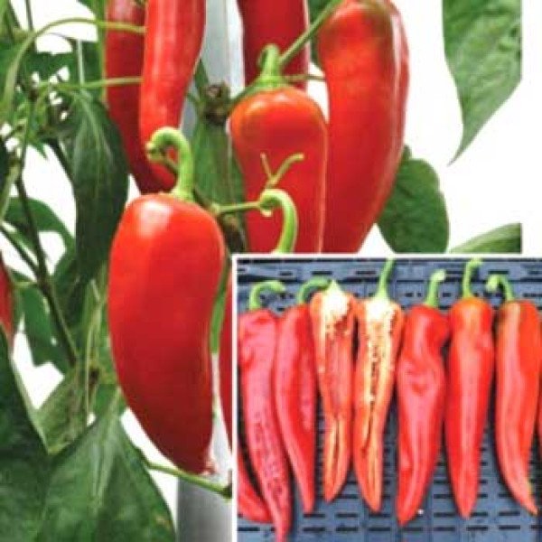 Насіння перцю гіркого Тандер F1 /100 насінин/ *Rijk Zwaan*