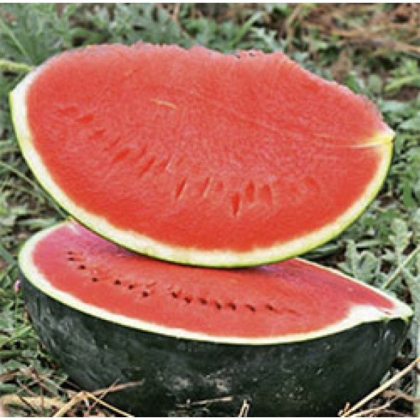 Семена арбуза Баронеса F1 /1.000 семян/ *Rijk Zwaan*