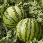 Арбуз Колумбия F1 /1.000 семян/ *Rijk Zwaan*