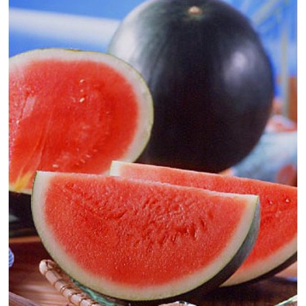 Семена арбуза Титания F1 /1.000 семян/ *Rijk Zwaan*