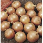 Лук Дэнсити /10 г/ *Профессиональные семена*