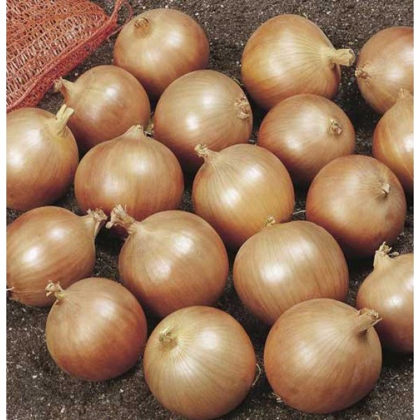 Насіння цибулі Денсіті /10 г/ *Професійне насіння*