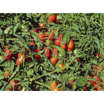 Томат Брісколіно F1 /100 насінин/ *Професійне насіння*