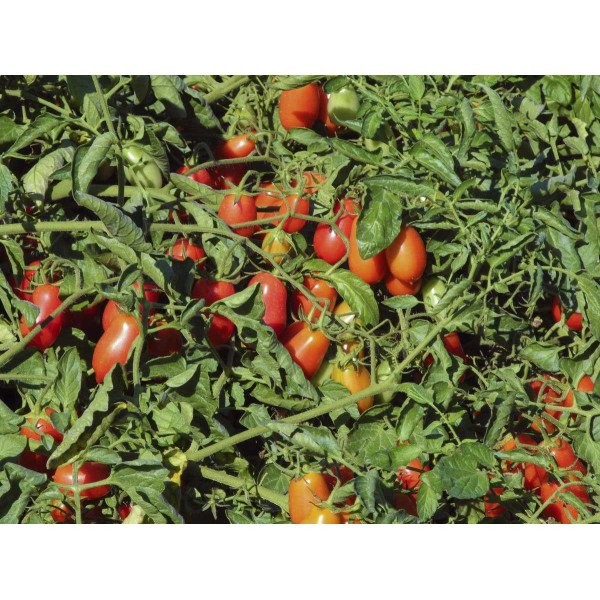 Насіння томату Брісколино F1 /100 насінин/ *Професійне насіння*