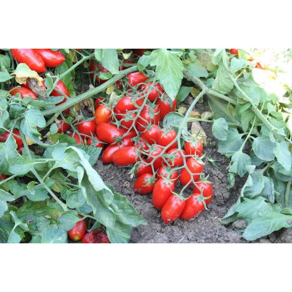 Насіння томату Брісколино F1 /100 насінин/ *Професійне насіння*