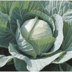 Капуста білоголова Агресор F1 /2.500 насінин (FarMore)/ *Syngenta*