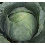 Капуста білоголова Агресор F1 /2.500 насінин/ *Syngenta*