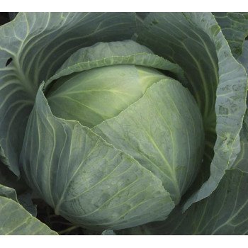 Капуста белокочанная Агрессор F1 /2.500 семян/ *Syngenta*