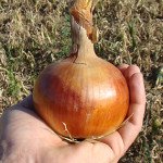 Лук Боско F1 /250.000 семян/ *Syngenta*