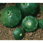 Патисон Старшип F1 /500 насінин/ *Syngenta*