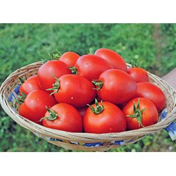 Томат Намиб F1 /1.000 семян/ *Syngenta*