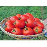 Томат Наміб F1 /500 насінин/ *Syngenta*